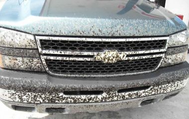 Як прибирати плями від комах із лобового скла автомобіля?